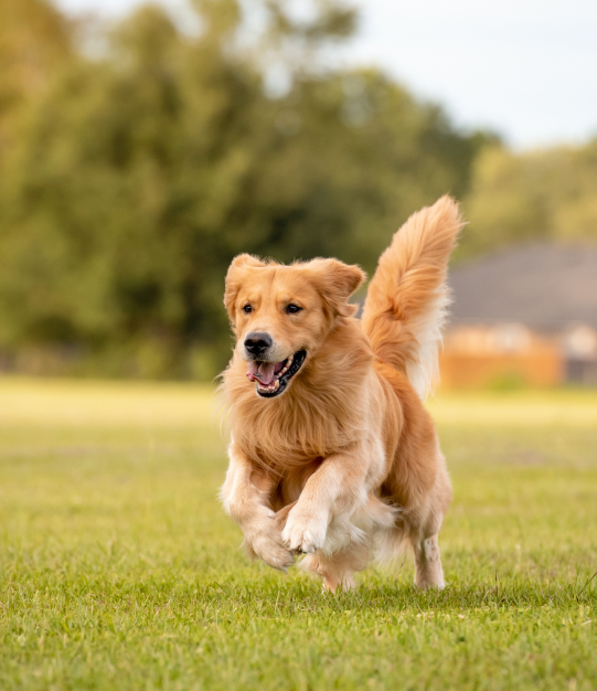 Πάρκο για σκύλους στο Epirus Palace στα Ιωάννινα