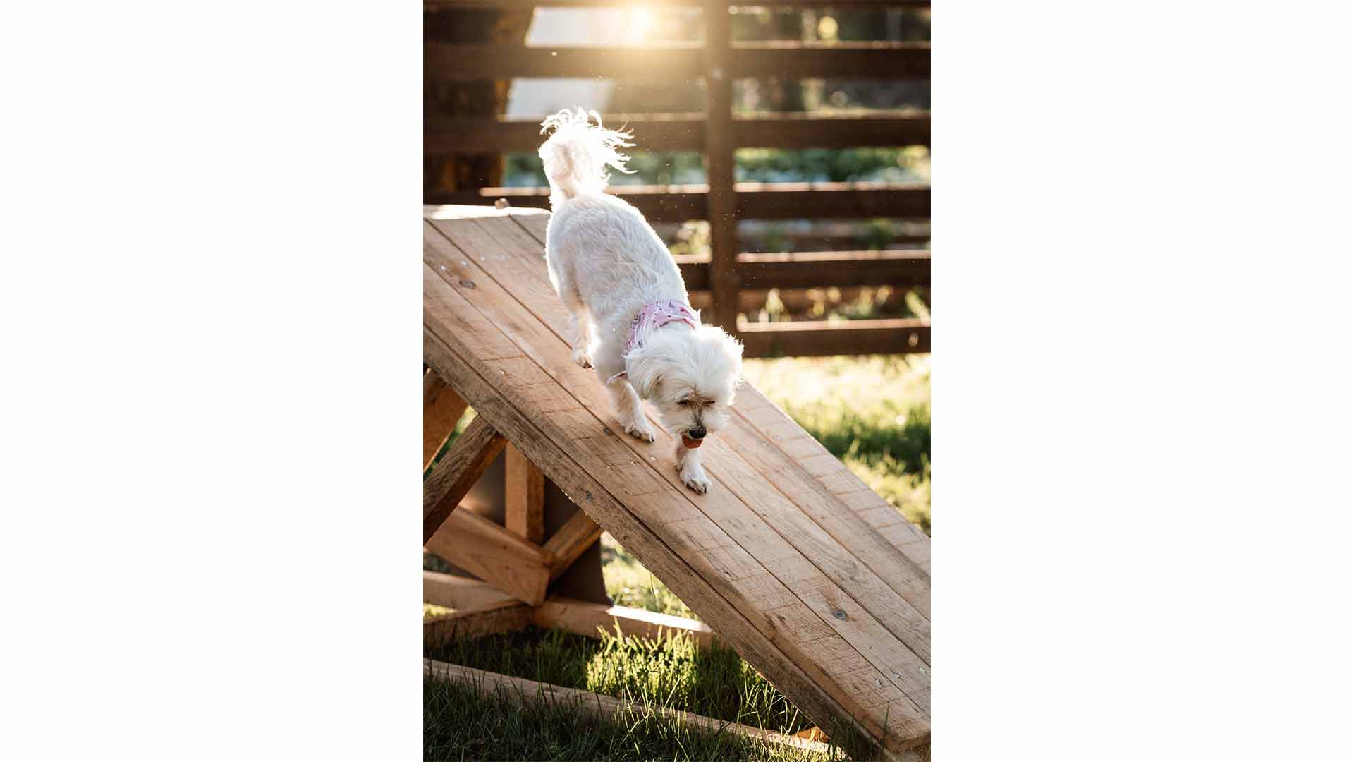 Το ειδικά διαμορφωμένο πάρκο για σκύλους στο Epirus Palace Congress & Spa Hotel στα Ιωάννινα προσφέρει έναν ασφαλή και διασκεδαστικό χώρο για να τρέχουν και να παίζουν ελεύθερα.