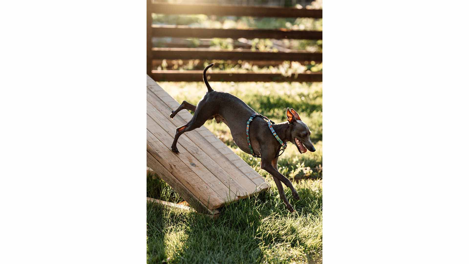 Το ειδικά διαμορφωμένο πάρκο για σκύλους στο Epirus Palace Congress & Spa Hotel στα Ιωάννινα προσφέρει έναν ασφαλή και διασκεδαστικό χώρο για να τρέχουν και να παίζουν ελεύθερα.