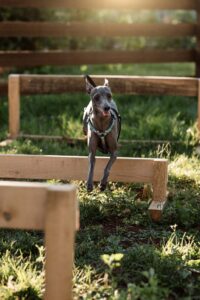 Το ειδικά διαμορφωμένο πάρκο για σκύλους στο Epirus Palace Congress & Spa Hotel στα Ιωάννινα προσφέρει έναν ασφαλή και διασκεδαστικό χώρο για να τρέχουν και να παίζουν ελεύθερα.