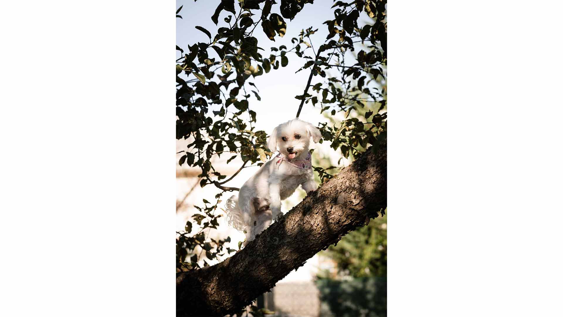 epirus-palace-dog-park-20