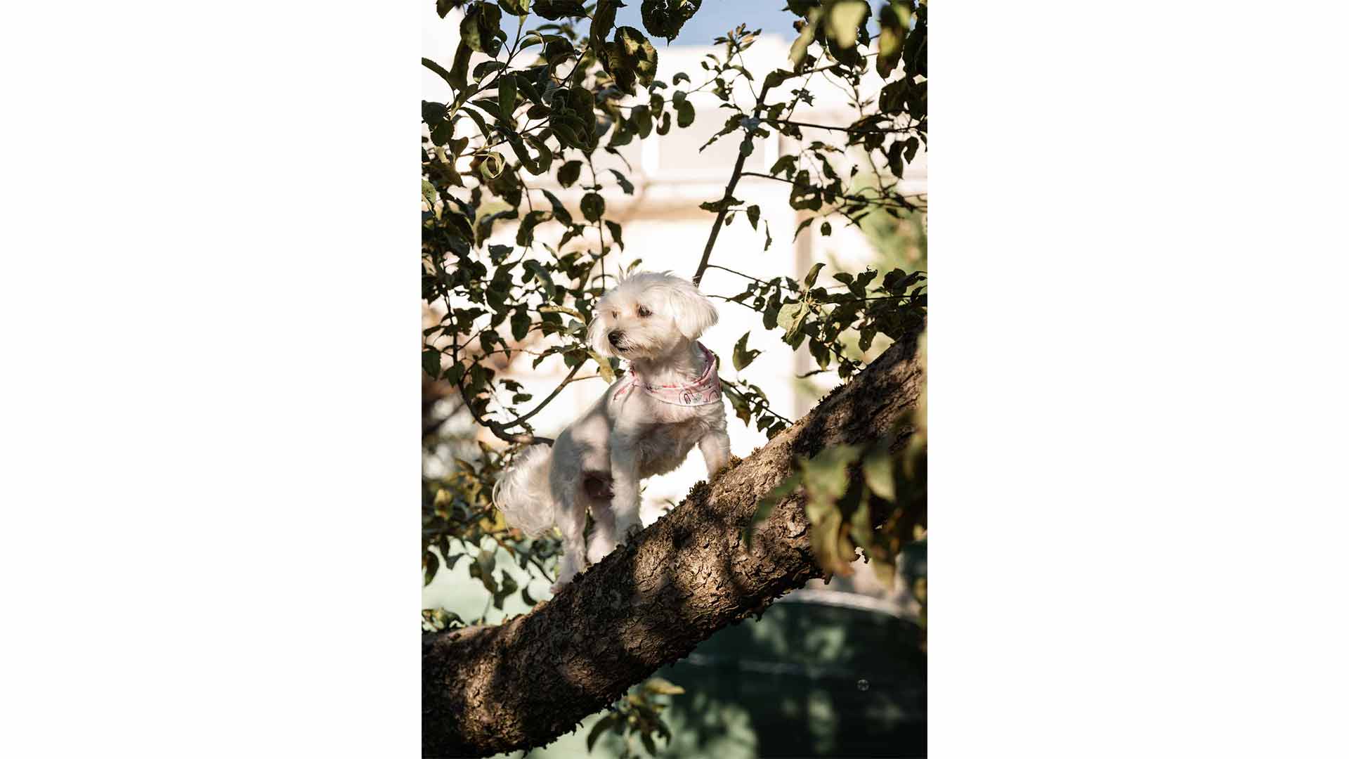 epirus-palace-dog-park-21