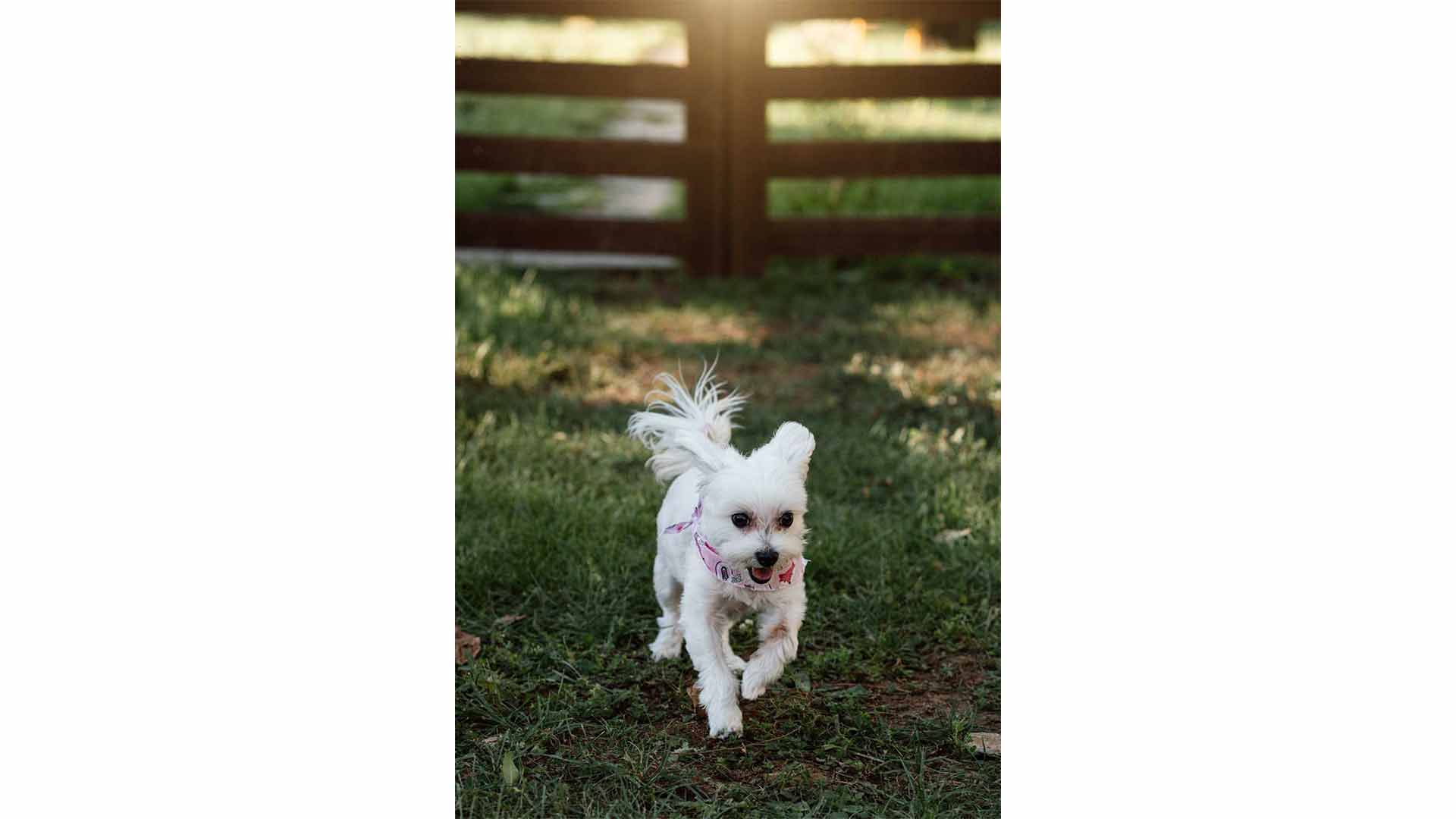 epirus-palace-dog-park-22