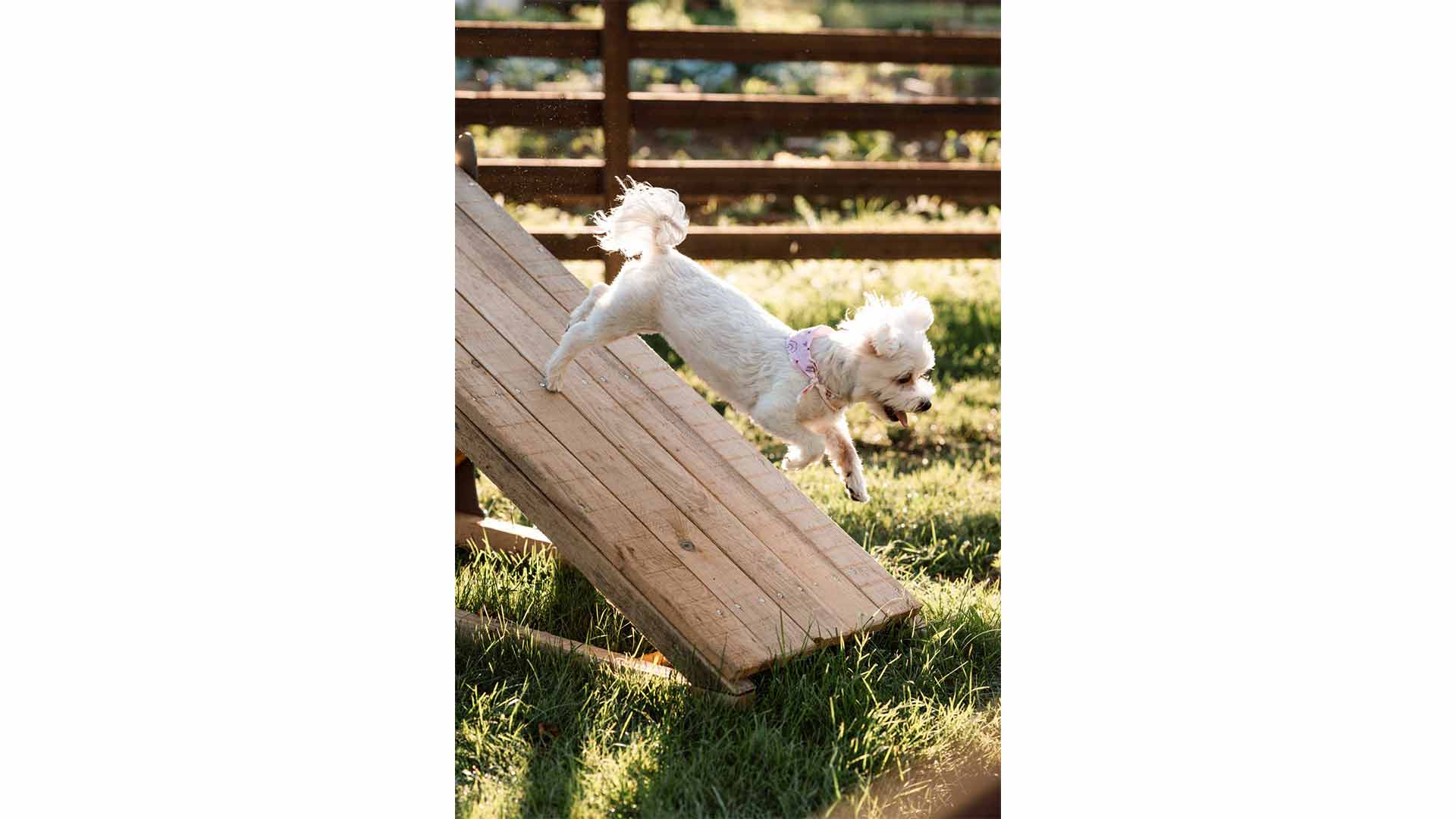 epirus-palace-dog-park-23