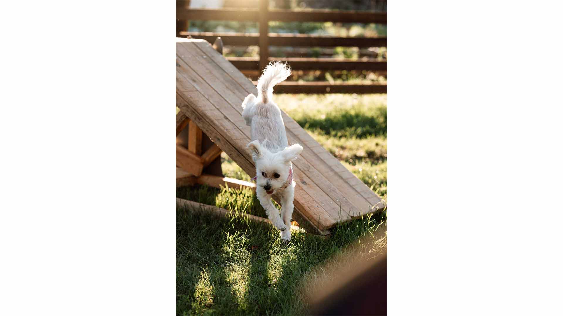 epirus-palace-dog-park-24