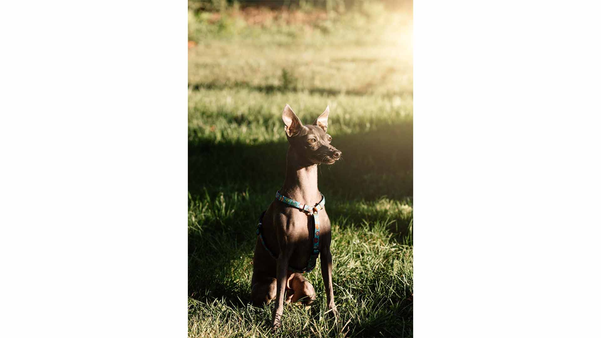 epirus-palace-dog-park-26