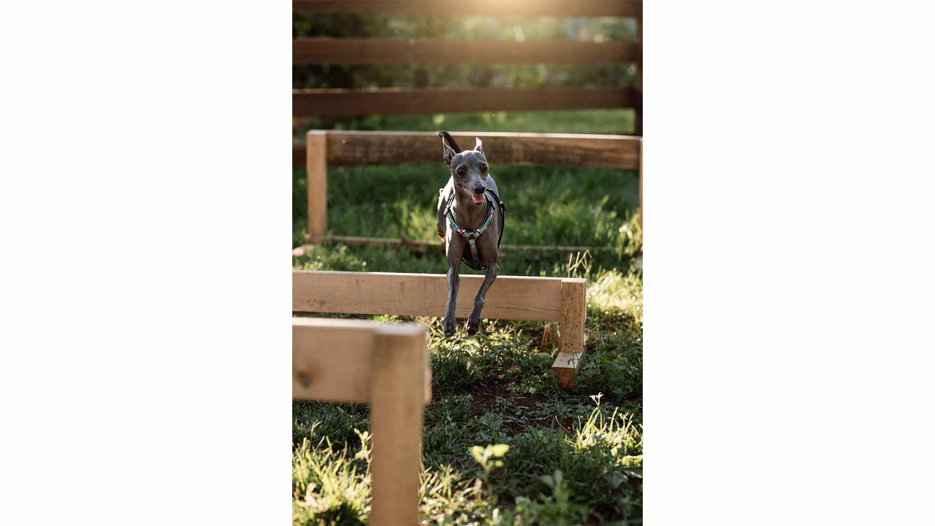 epirus-palace-dog-park-27