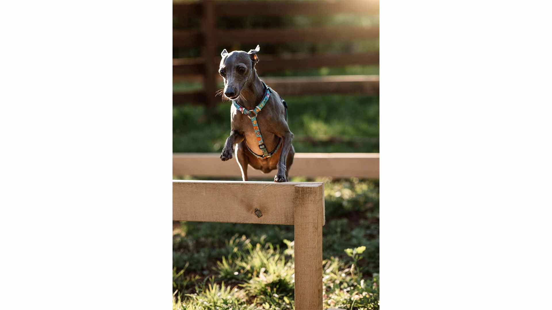 epirus-palace-dog-park-28