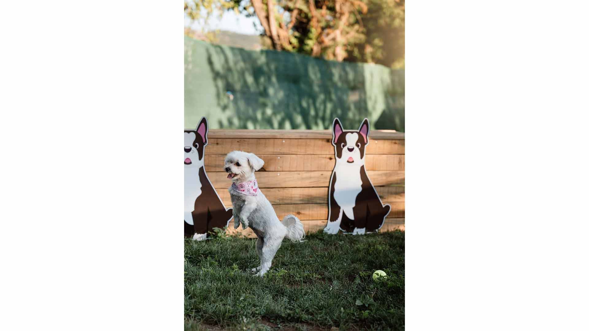 epirus-palace-dog-park-29