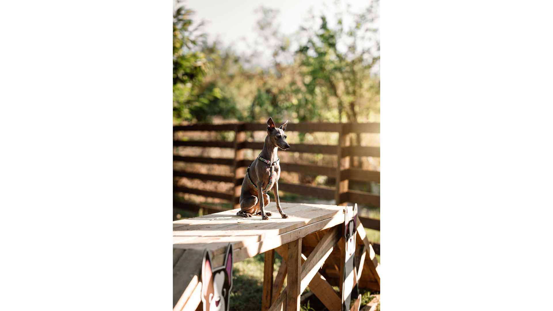 epirus-palace-dog-park-30