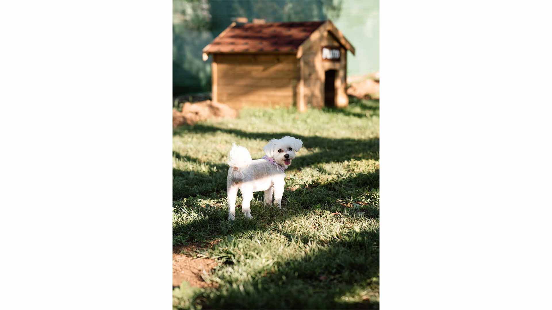 epirus-palace-dog-park-31