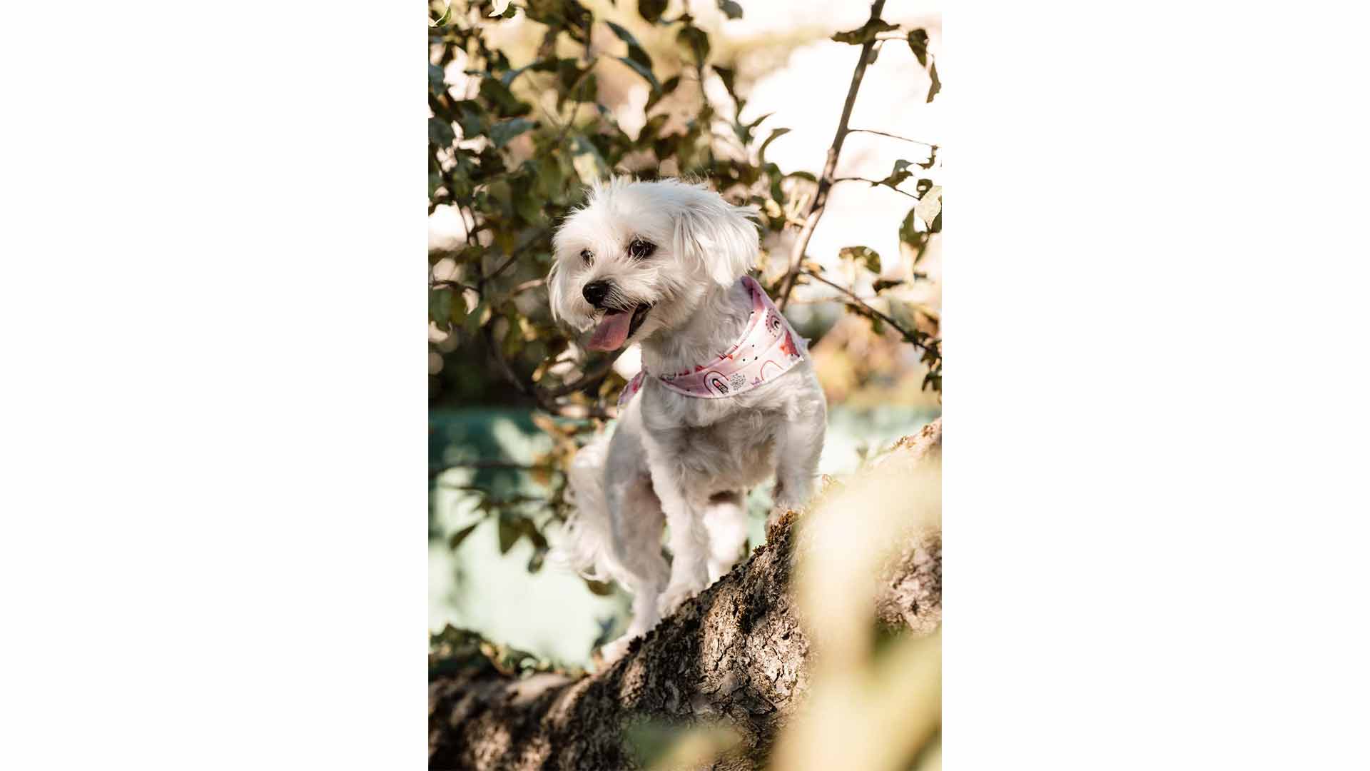 epirus-palace-dog-park-32