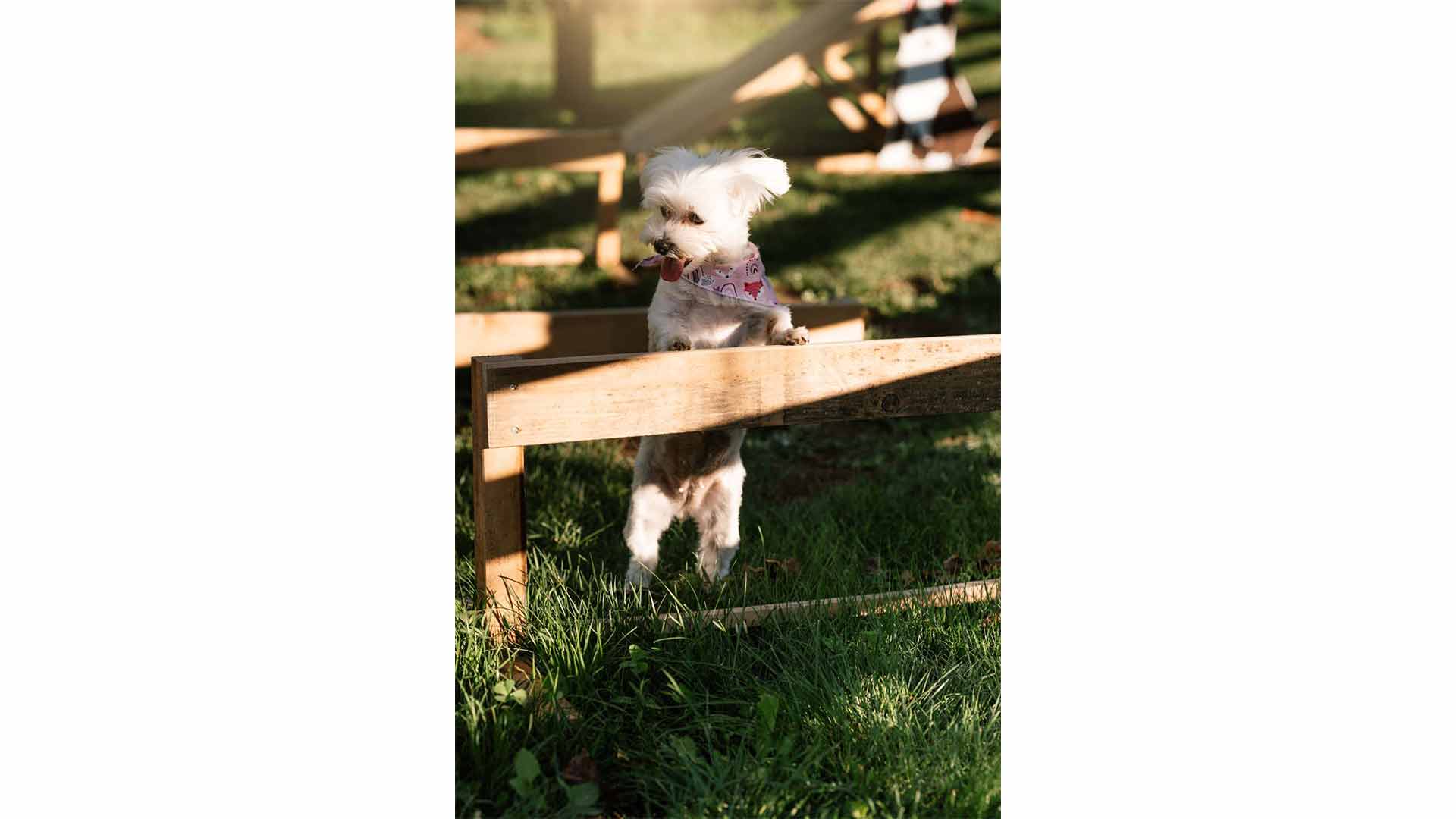 epirus-palace-dog-park-33