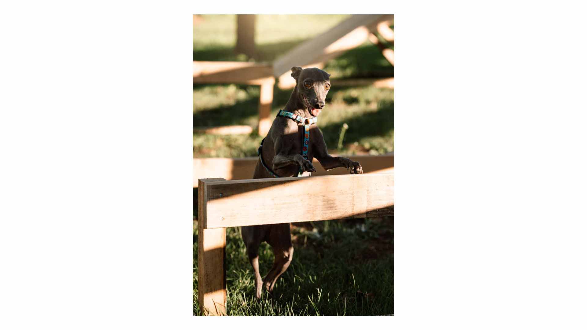 epirus-palace-dog-park-34