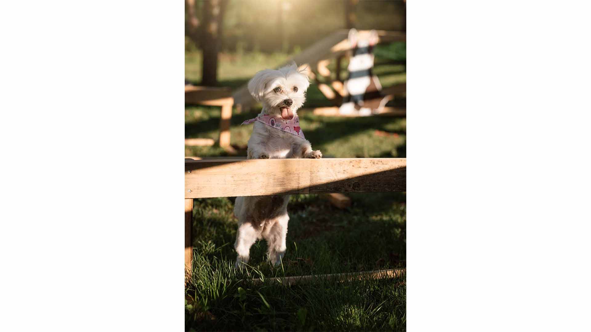 epirus-palace-dog-park-35