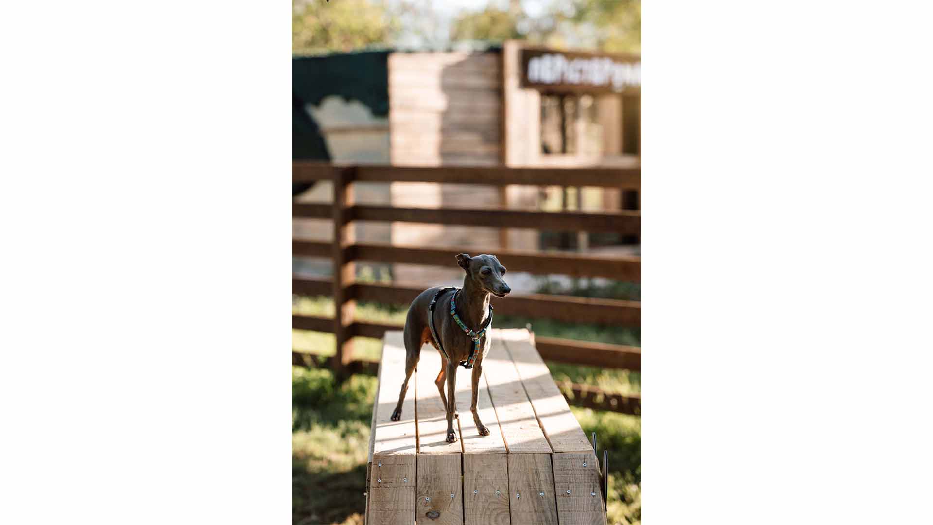 epirus-palace-dog-park-36