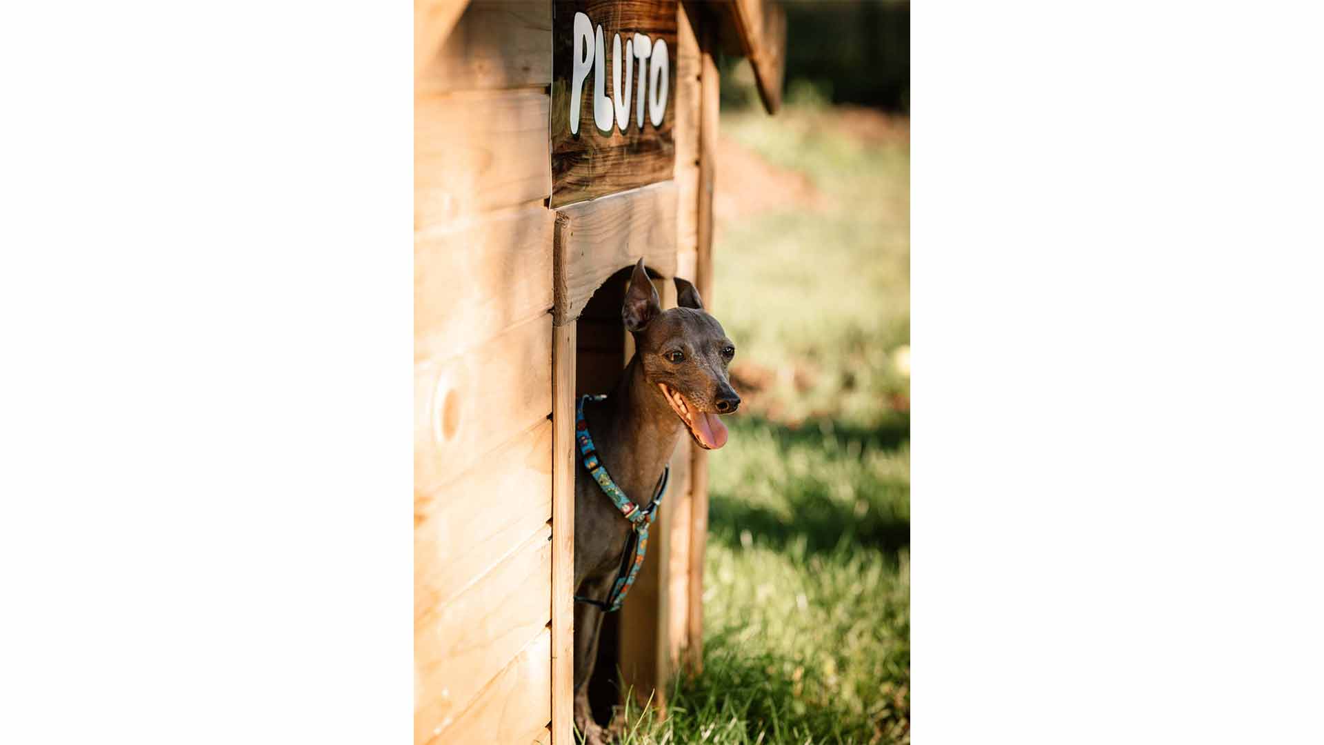 epirus-palace-dog-park-37