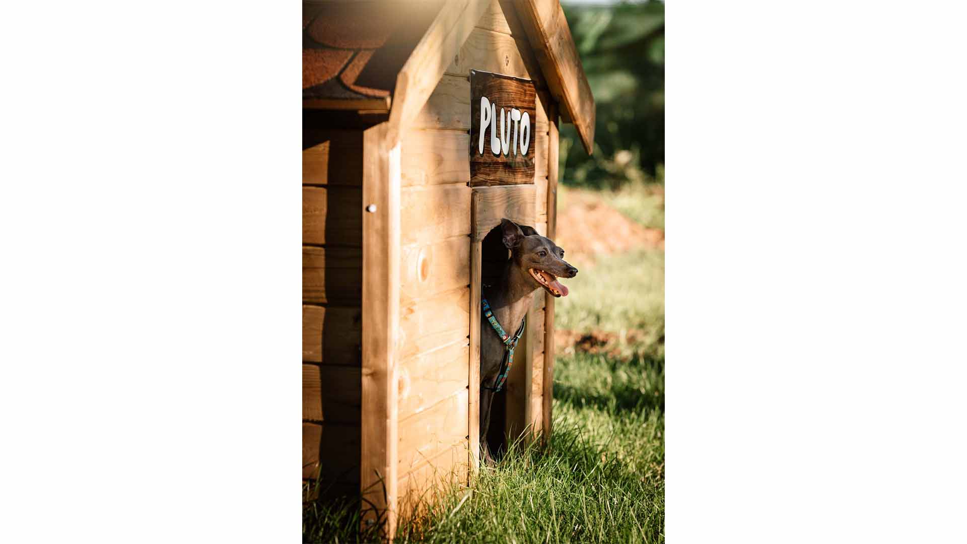 epirus-palace-dog-park-38