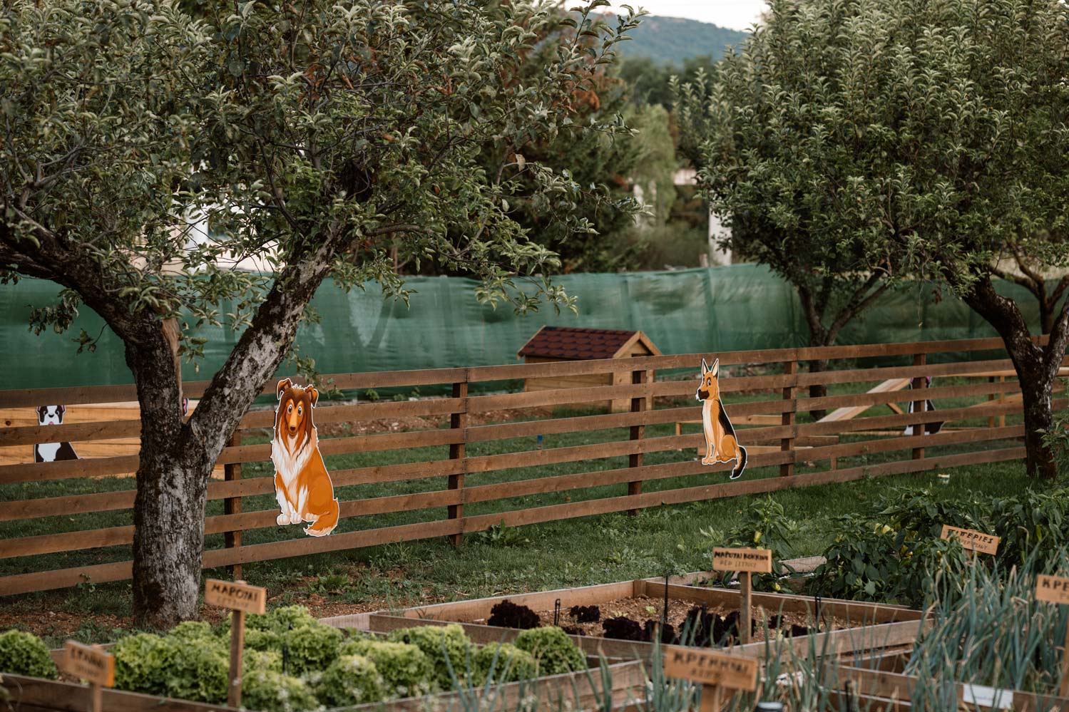 epirus-palace-dog-park-4