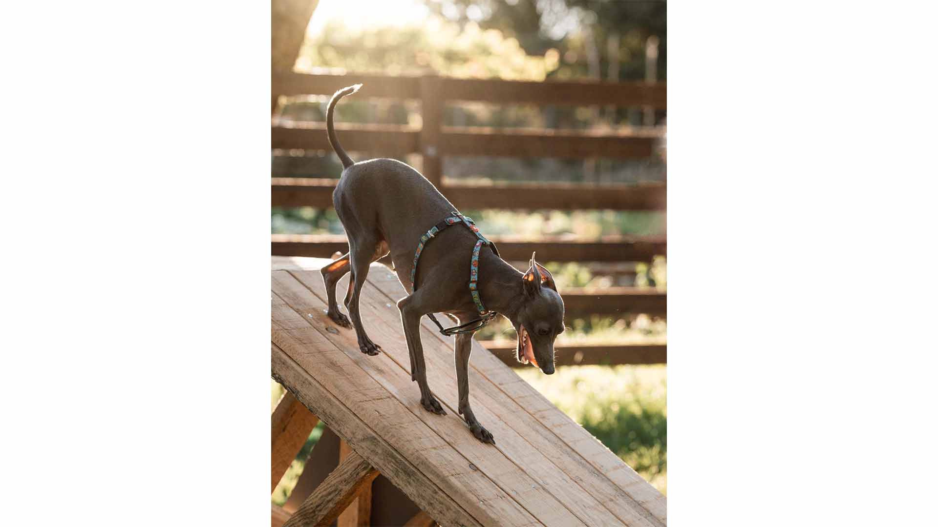 epirus-palace-dog-park-40