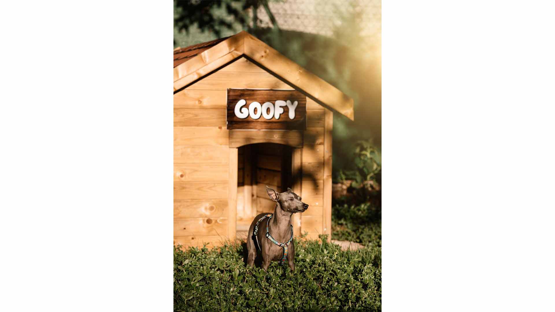 epirus-palace-dog-park-41