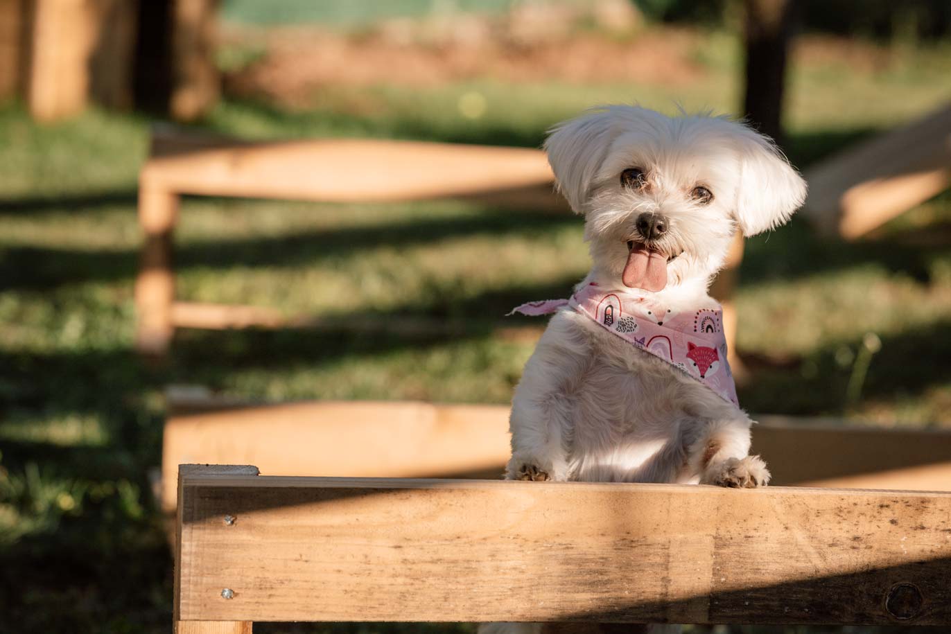 epirus-palace-dog-park-7