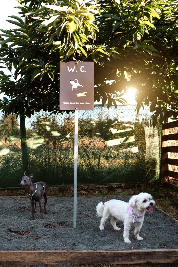 epirus-palace-dog-park-gallery-1