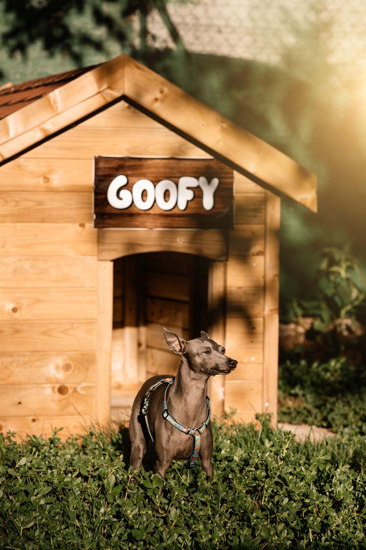 epirus-palace-dog-park-gallery-2