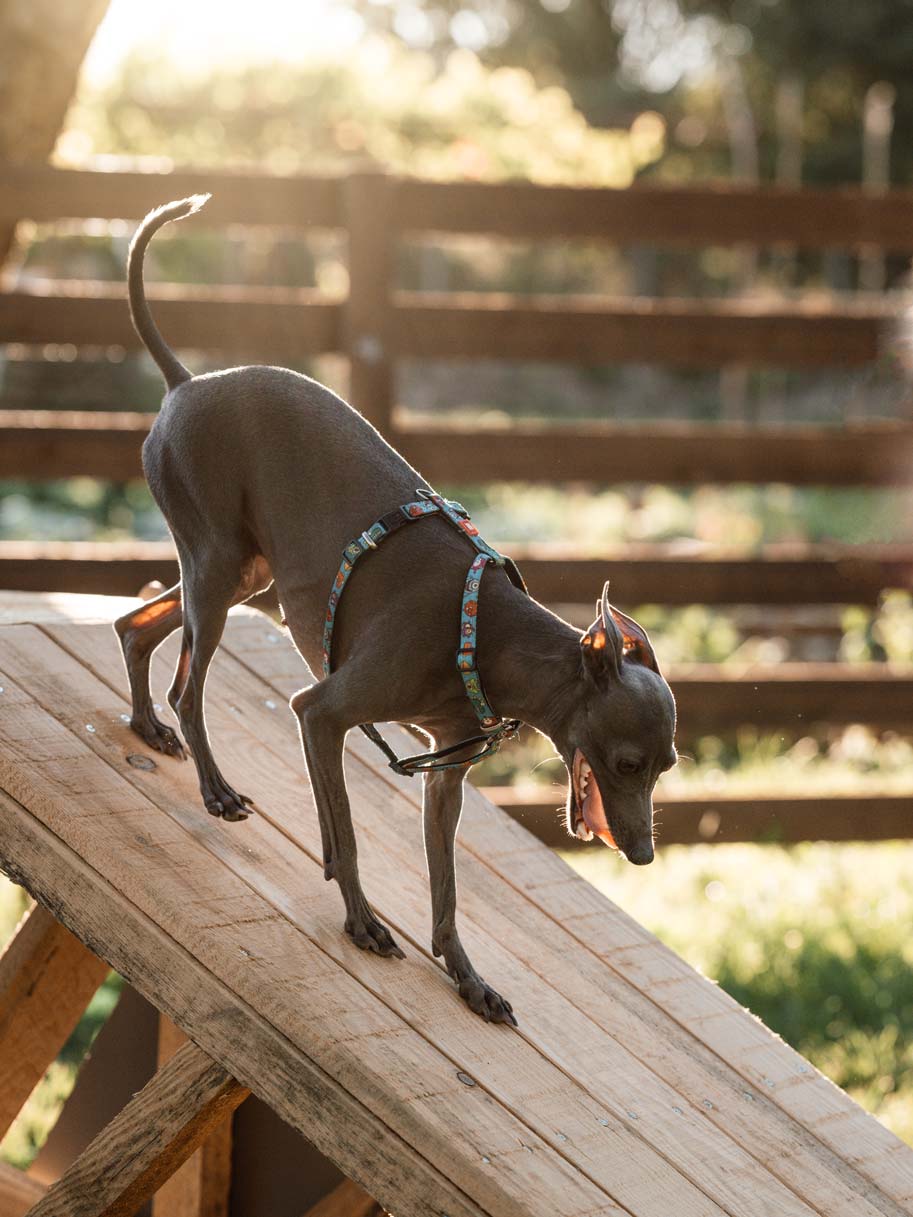 epirus-palace-dog-park-gallery-3