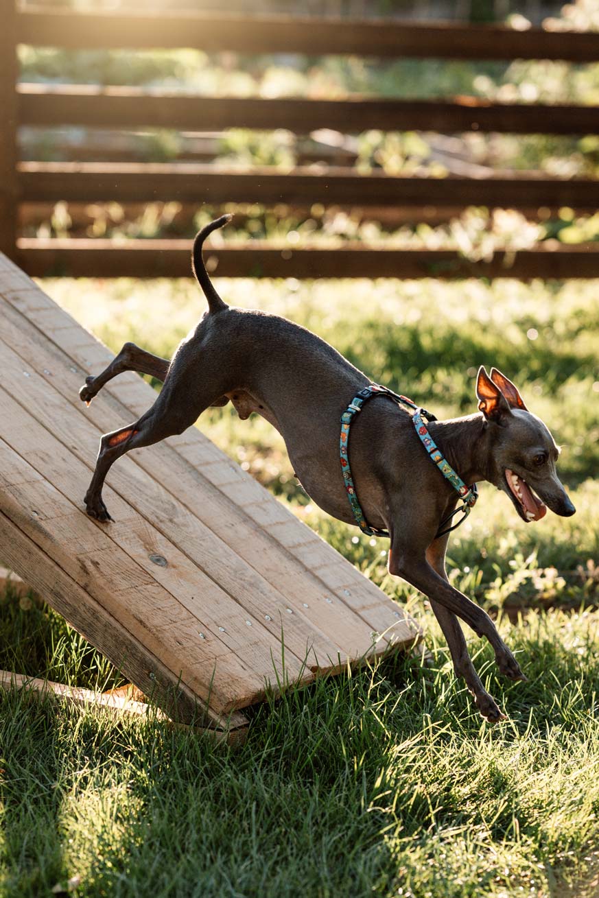 epirus-palace-dog-park-gallery-4