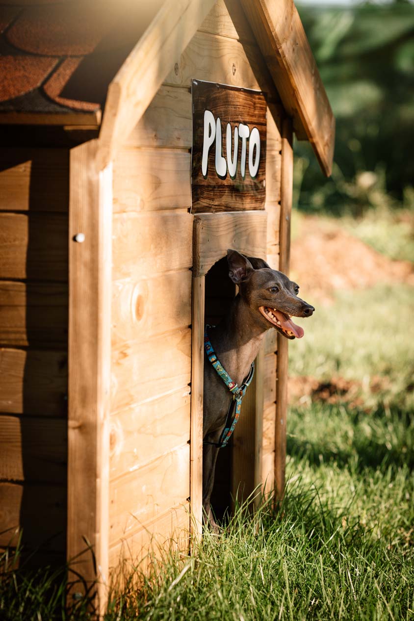 epirus-palace-dog-park-gallery-5