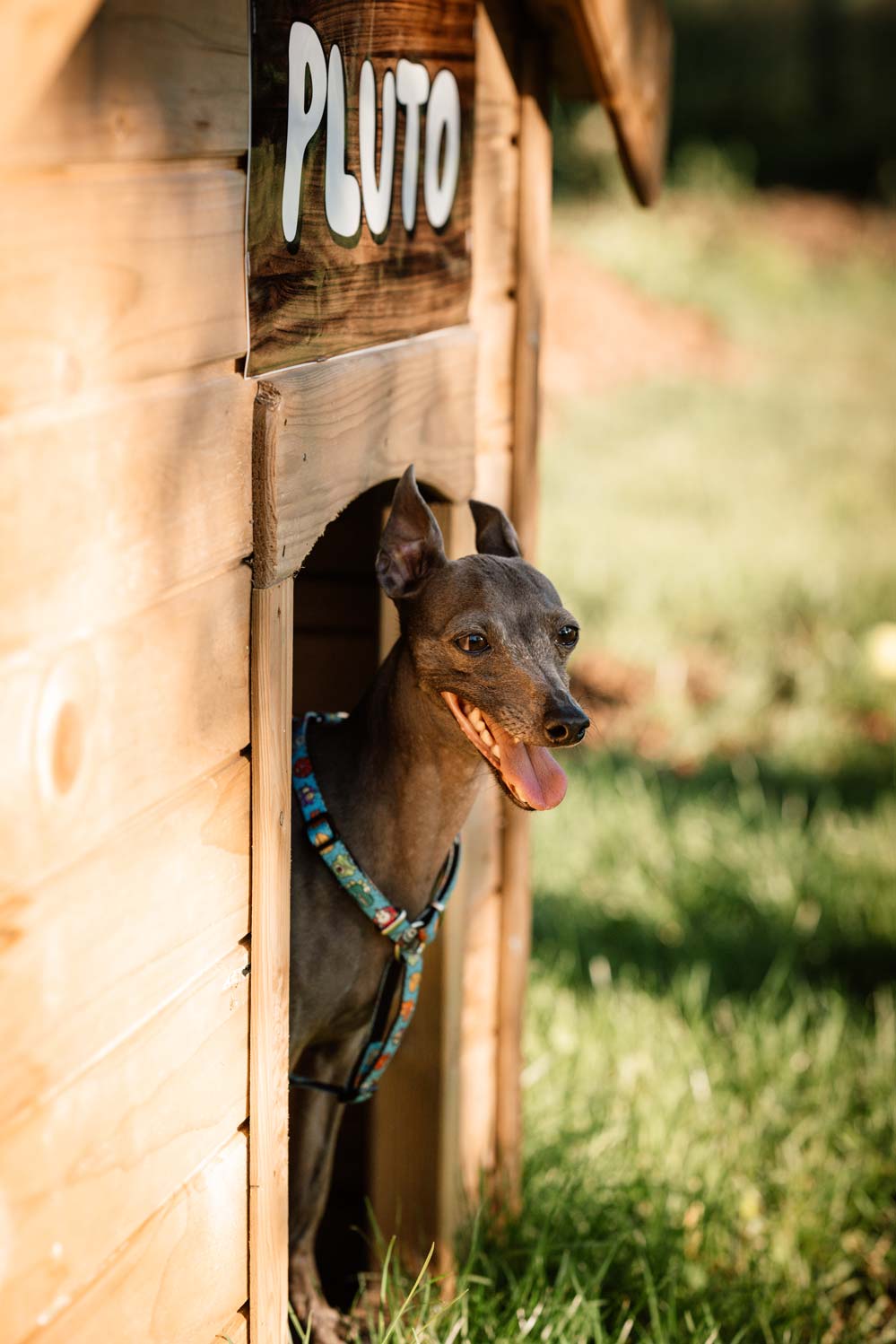 epirus-palace-dog-park-gallery-6