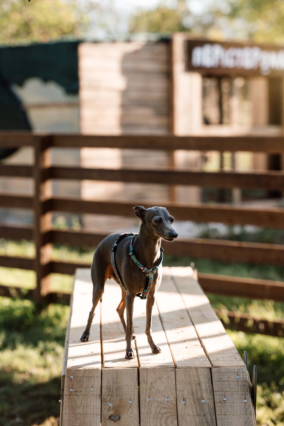 epirus-palace-dog-park-gallery-7