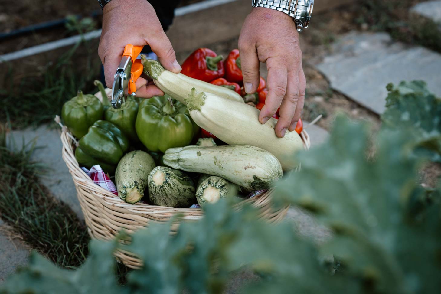 epirus-palace-farm-38