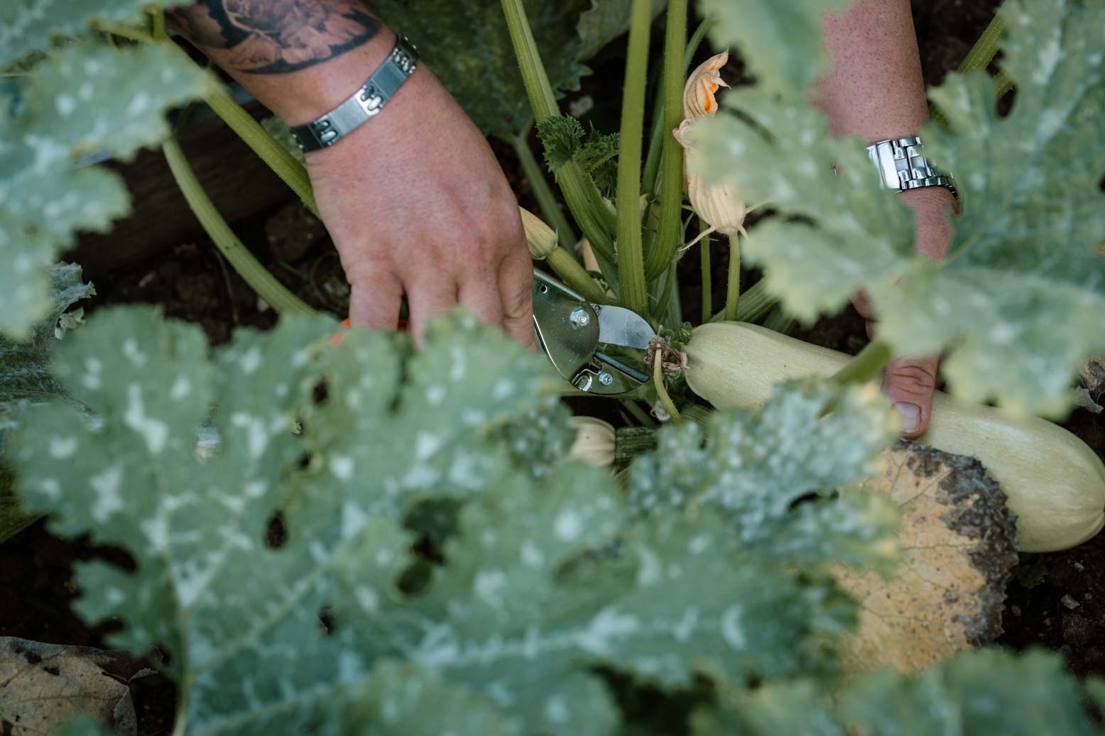 epirus-palace-farm-46