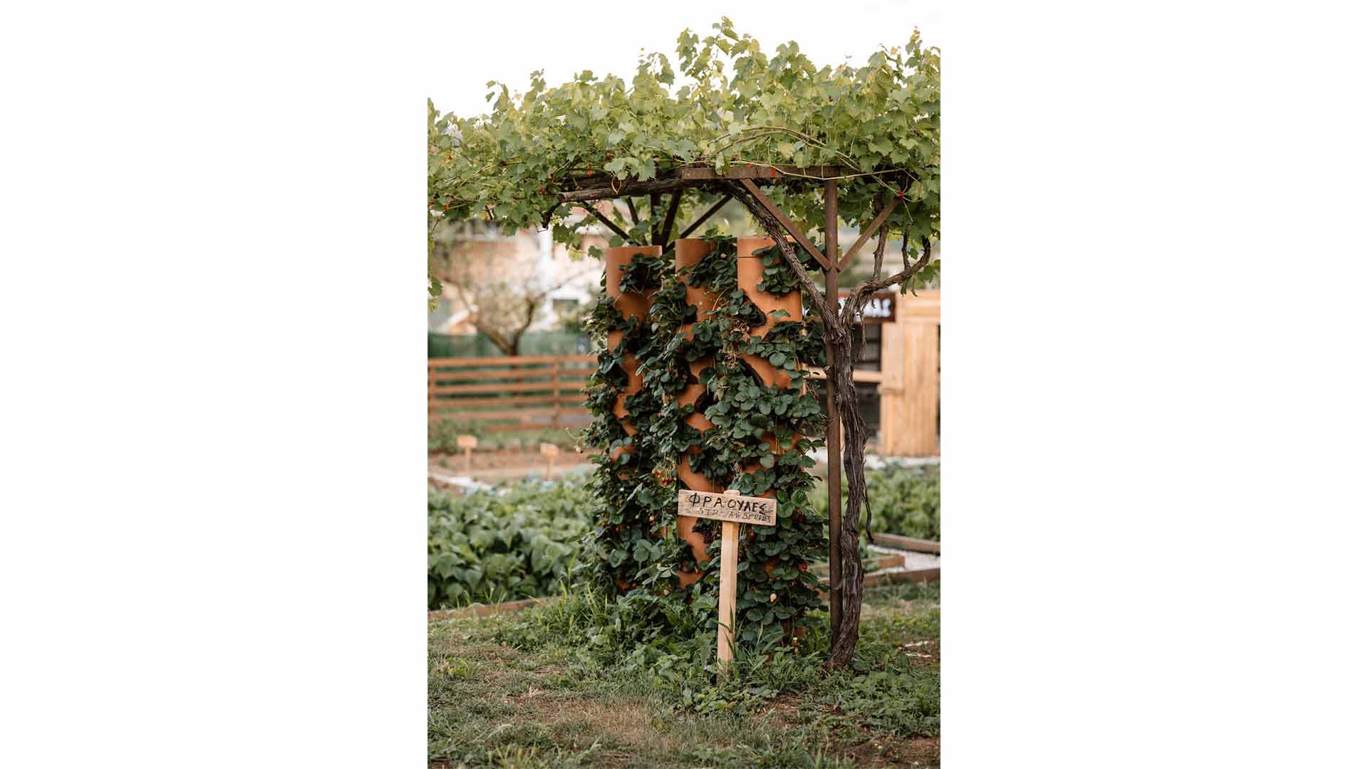 epirus-palace-farm-47