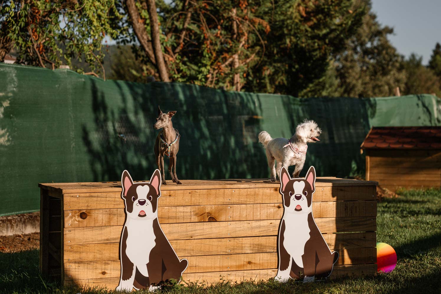 epirus-palace-dog-park-11