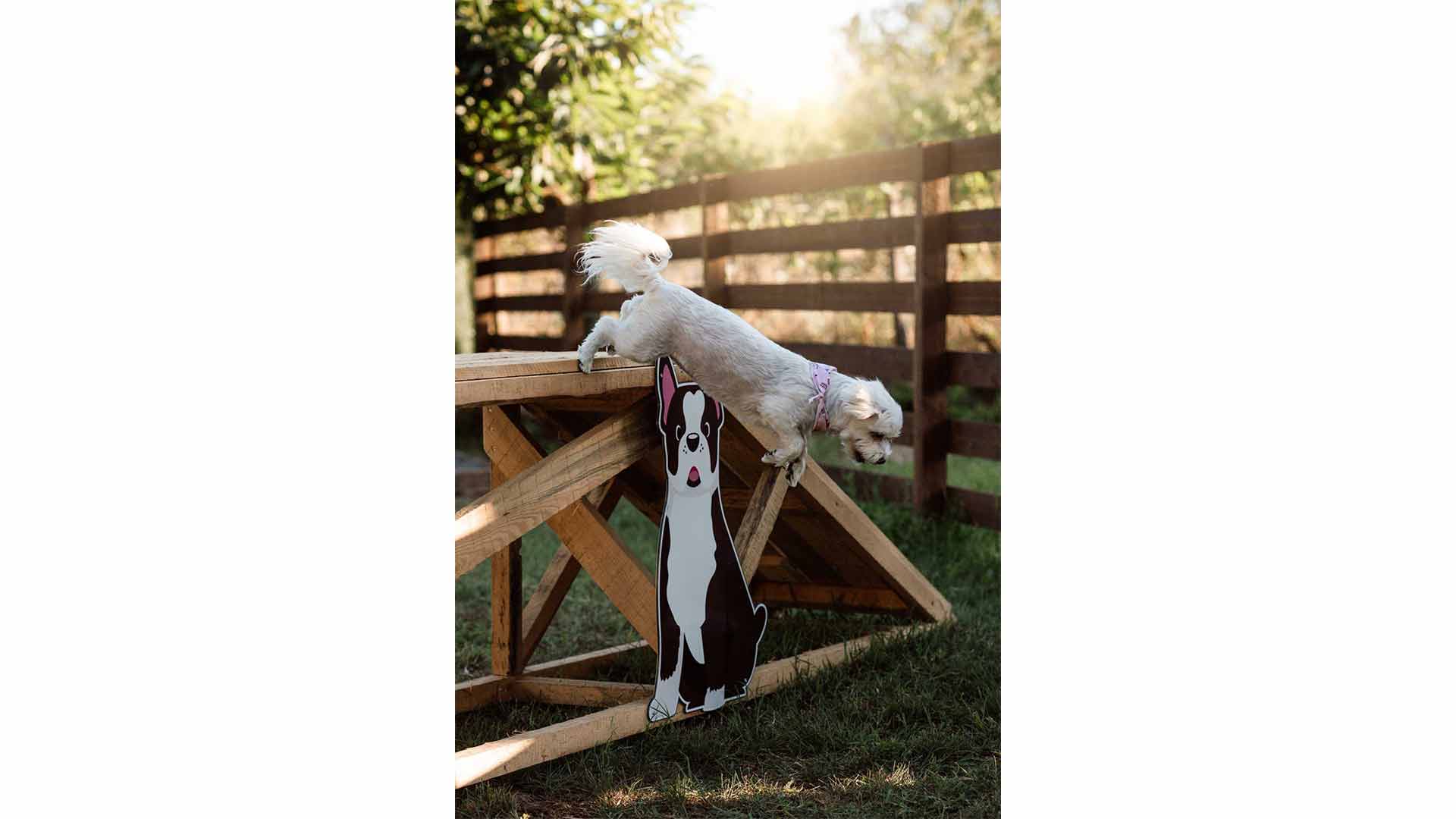 epirus-palace-dog-park-13